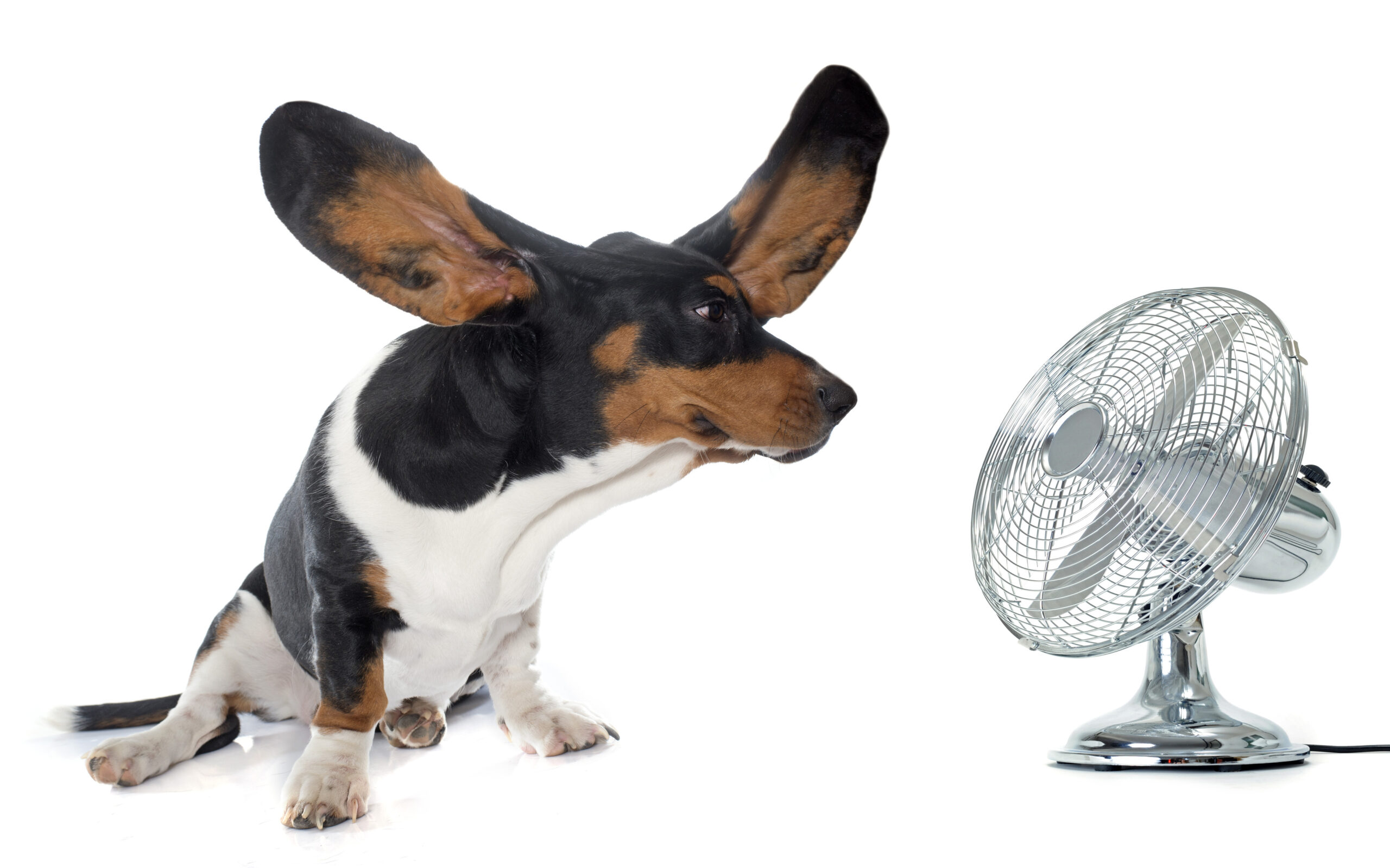 young Basset Hound and ventilator Mann sitzt am Computer mit kurzer Hose